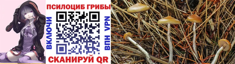 купить   ссылка на мегу рабочий сайт  Галлюциногенные грибы GOLDEN TEACHER  Грязовец 